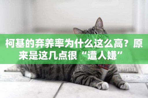 柯基的棄養率為什么這么高？原來是這幾點很“遭人嫌” 