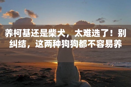 養柯基還是柴犬，太難選了！別糾結，這兩種狗狗都不容易養 
