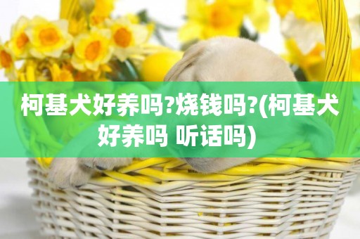 柯基犬好養嗎?燒錢嗎?(柯基犬好養嗎 聽話嗎) 