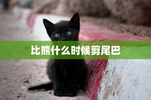 比熊什么時候剪尾巴