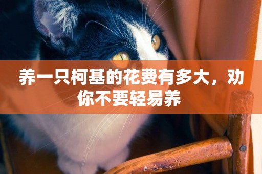 養一只柯基的花費有多大，勸你不要輕易養 