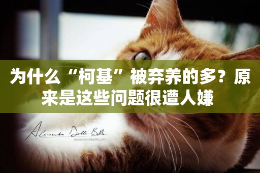 為什么“柯基”被棄養的多？原來是這些問題很遭人嫌 