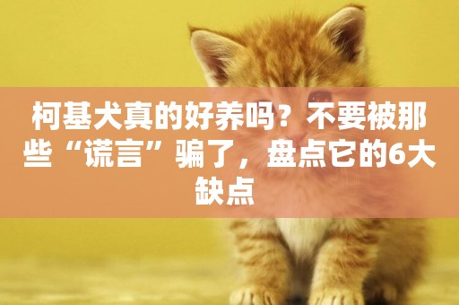 柯基犬真的好養嗎？不要被那些“謊言”騙了，盤點它的6大缺點 