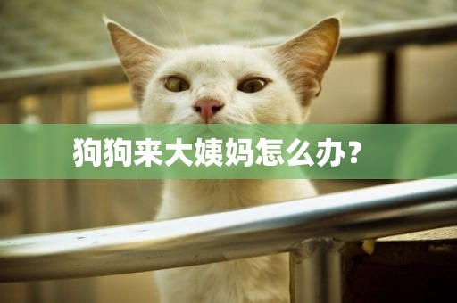 狗狗來大姨媽怎么辦？ 