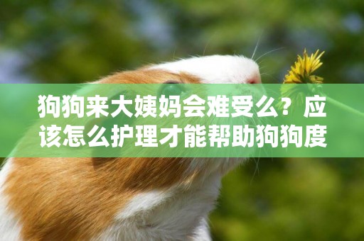 狗狗來大姨媽會難受么？應該怎么護理才能幫助狗狗度過這個時期？ 