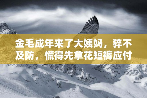 金毛成年來了大姨媽，猝不及防，慌得先拿花短褲應付 
