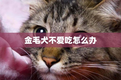 金毛犬不愛吃怎么辦