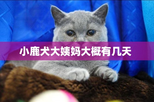 小鹿犬大姨媽大概有幾天 