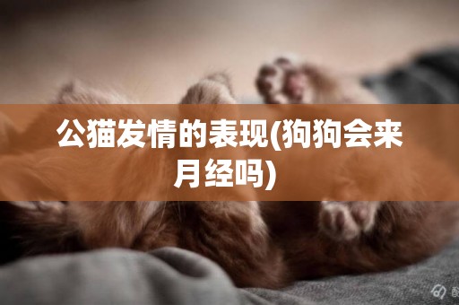 公貓發情的表現(狗狗會來月經嗎) 