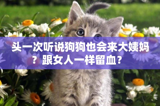 頭一次聽說狗狗也會來大姨媽？跟女人一樣留血？ 