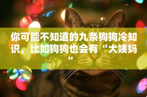 你可能不知道的九條狗狗冷知識，比如狗狗也會有“大姨媽” 
