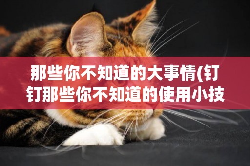 那些你不知道的大事情(釘釘那些你不知道的使用小技巧) 