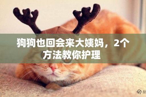 狗狗也回會來大姨媽，2個方法教你護理 