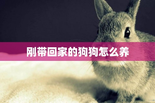 剛帶回家的狗狗怎么養