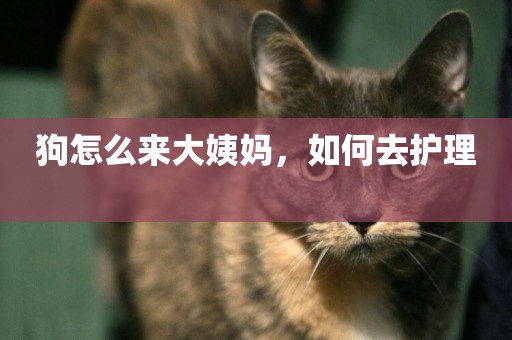 狗怎么來大姨媽，如何去護理 