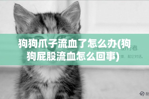 狗狗爪子流血了怎么辦(狗狗屁股流血怎么回事) 