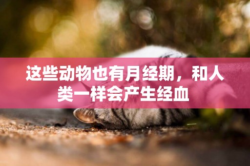 這些動物也有月經期，和人類一樣會產生經血 