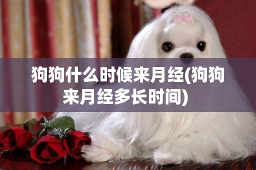 狗狗什么時候來月經(狗狗來月經多長時間) 