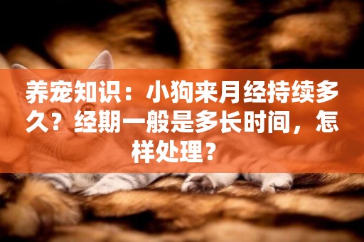 養寵知識：小狗來月經持續多久？經期一般是多長時間，怎樣處理？ 