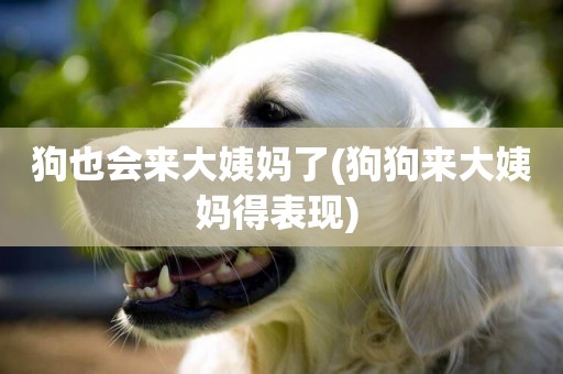 狗也會來大姨媽了(狗狗來大姨媽得表現) 
