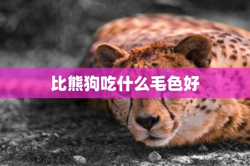 比熊狗吃什么毛色好