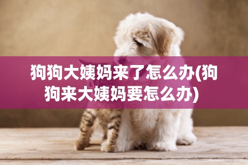 狗狗大姨媽來了怎么辦(狗狗來大姨媽要怎么辦) 