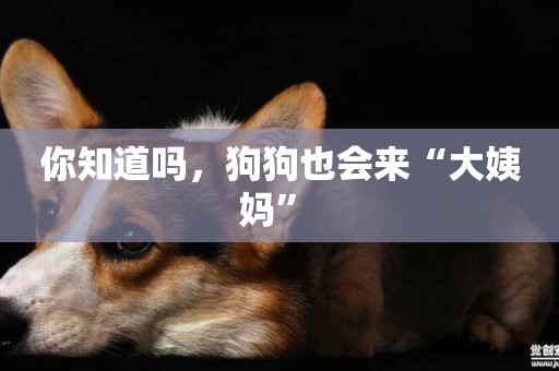 你知道嗎，狗狗也會來“大姨媽” 