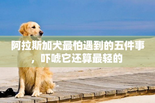 阿拉斯加犬最怕遇到的五件事，嚇唬它還算最輕的 