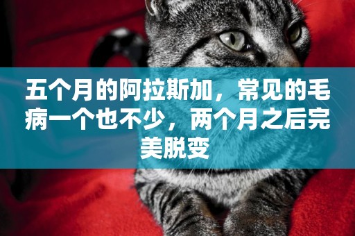 五個月的阿拉斯加，常見的毛病一個也不少，兩個月之后完美脫變 