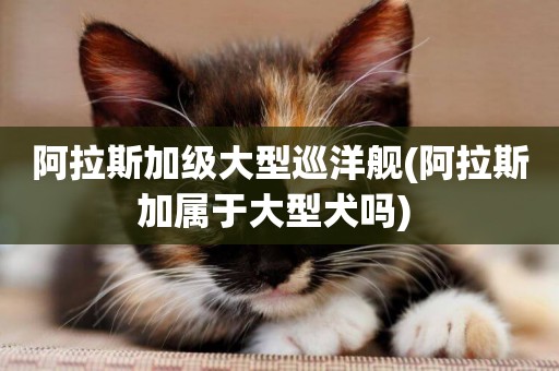 阿拉斯加級大型巡洋艦(阿拉斯加屬于大型犬嗎) 