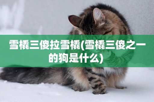 雪橇三傻拉雪橇(雪橇三傻之一的狗是什么) 