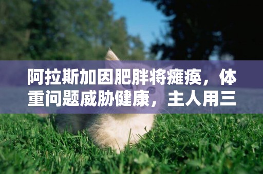 阿拉斯加因肥胖將癱瘓，體重問題威脅健康，主人用三招為愛犬減重 