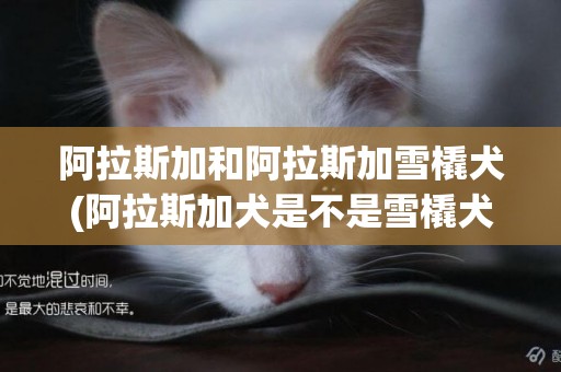 阿拉斯加和阿拉斯加雪橇犬(阿拉斯加犬是不是雪橇犬) 