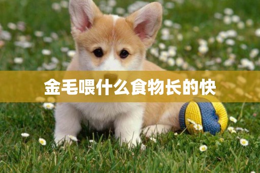 金毛喂什么食物長的快