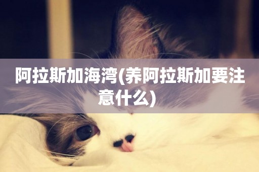 阿拉斯加海灣(養阿拉斯加要注意什么) 