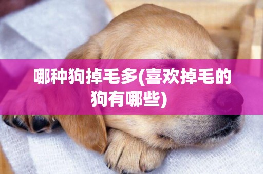 哪種狗掉毛多(喜歡掉毛的狗有哪些) 