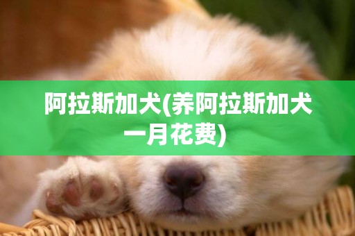 阿拉斯加犬(養阿拉斯加犬一月花費) 