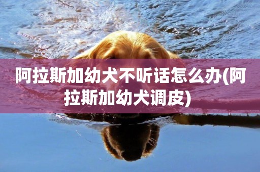 阿拉斯加幼犬不聽話怎么辦(阿拉斯加幼犬調皮) 
