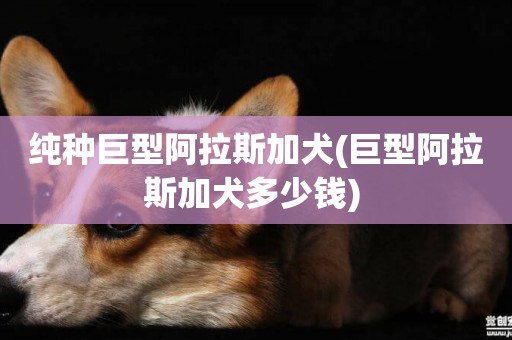 純種巨型阿拉斯加犬(巨型阿拉斯加犬多少錢) 