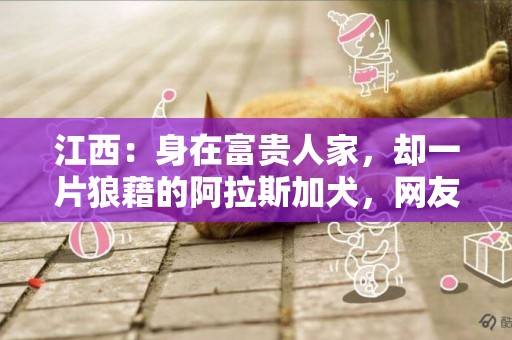 江西：身在富貴人家，卻一片狼藉的阿拉斯加犬，網友：領養即重生 