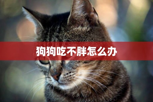 狗狗吃不胖怎么辦