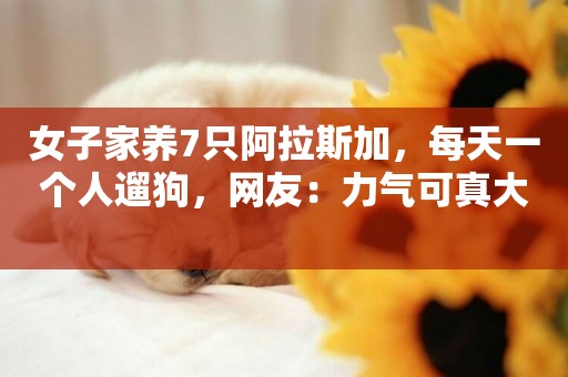 女子家養7只阿拉斯加，每天一個人遛狗，網友：力氣可真大 