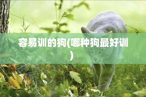 容易訓的狗(哪種狗最好訓) 