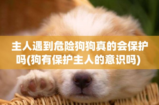 主人遇到危險狗狗真的會保護嗎(狗有保護主人的意識嗎) 