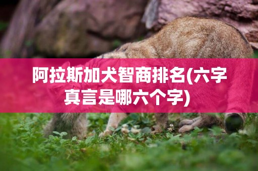 阿拉斯加犬智商排名(六字真言是哪六個字) 
