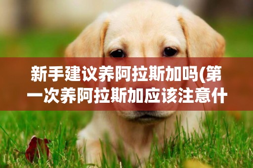 新手建議養阿拉斯加嗎(第一次養阿拉斯加應該注意什么?) 