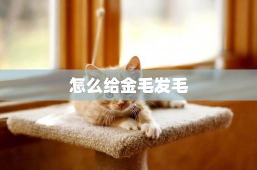 怎么給金毛發毛