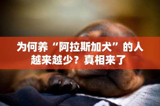 為何養“阿拉斯加犬”的人越來越少？真相來了 
