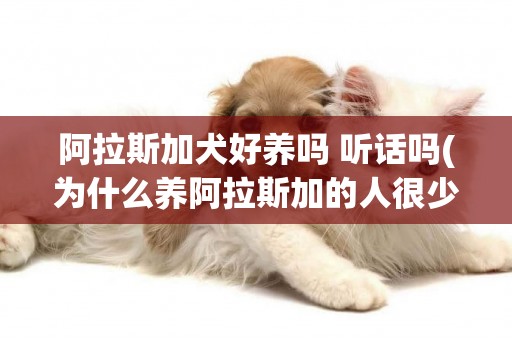 阿拉斯加犬好養嗎 聽話嗎(為什么養阿拉斯加的人很少) 