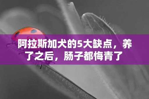 阿拉斯加犬的5大缺點，養了之后，腸子都悔青了 
